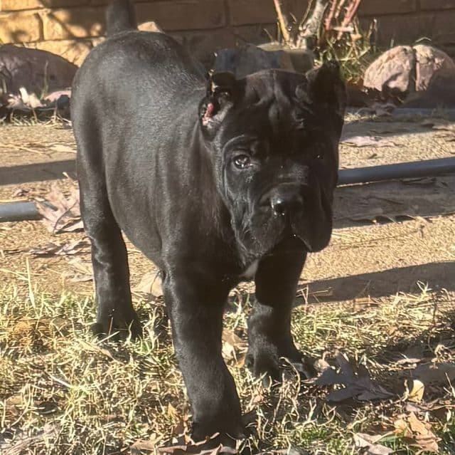 Justice - Cane Corso Male
