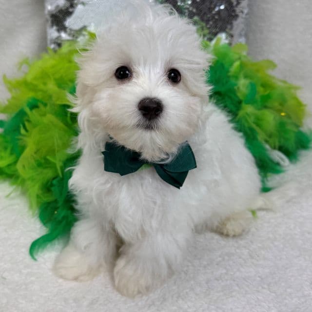 Daisy Green Boy - Maltipoo Male
