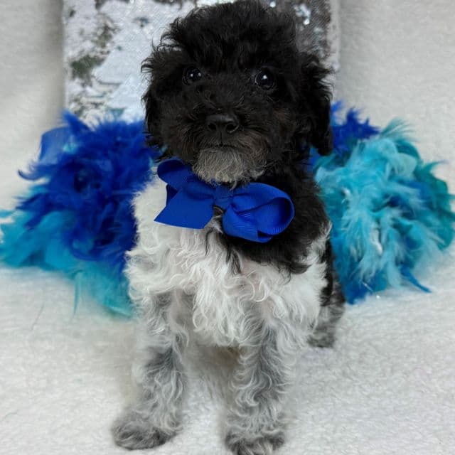 Cici Blue Boy - Toy Poodle Male