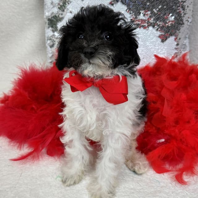 Cici Red Boy - Toy Poodle Male