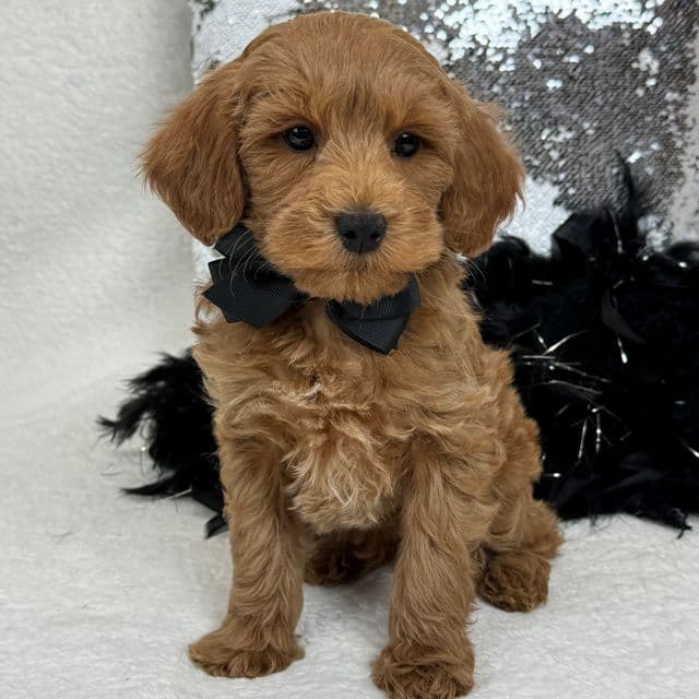 Braley Black Boy - Goldendoodle Male