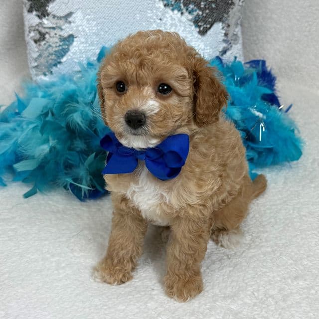 Molly Blue Boy - Goldendoodle Male