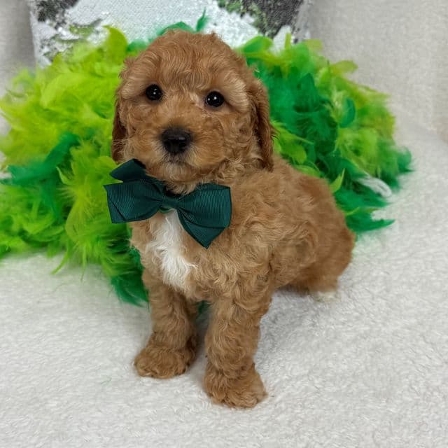 Molly Green Boy - Goldendoodle Male