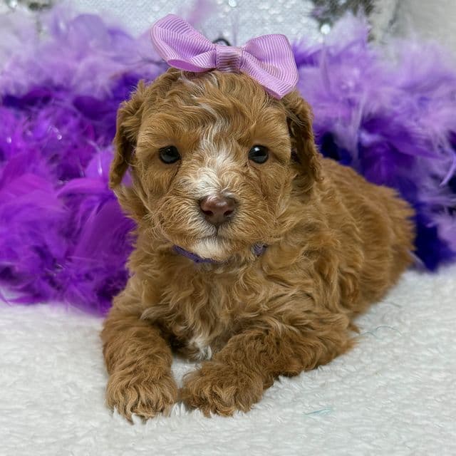 Elsa Purple Girl - Bernedoodle Female