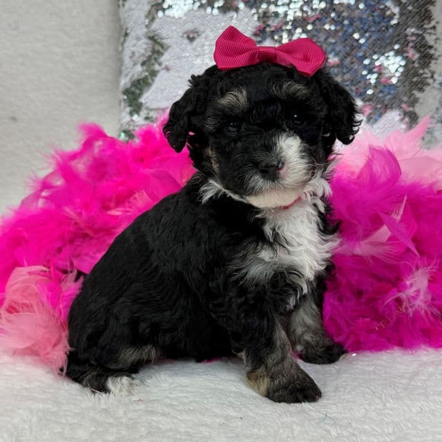 Elsa Pink Girl - Bernedoodle Female