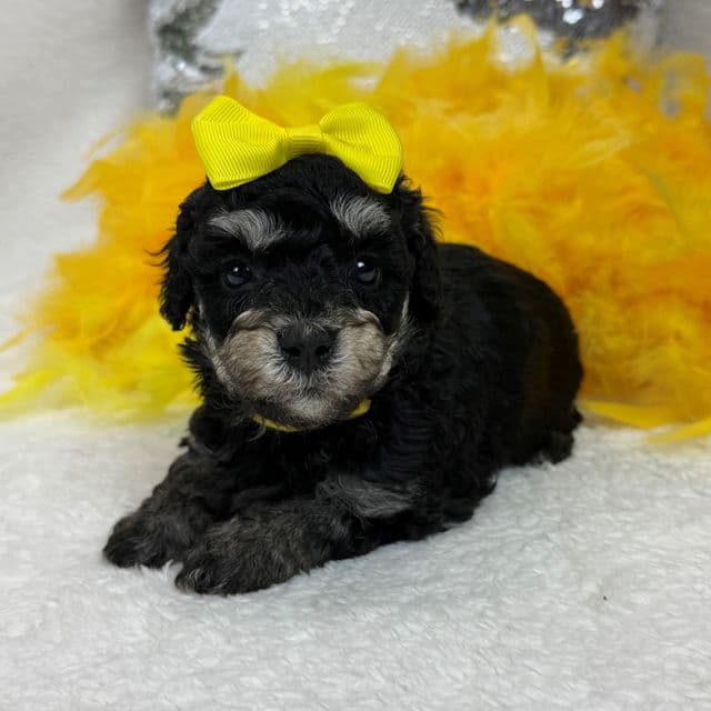 Elsa Yellow Girl - Bernedoodle Female