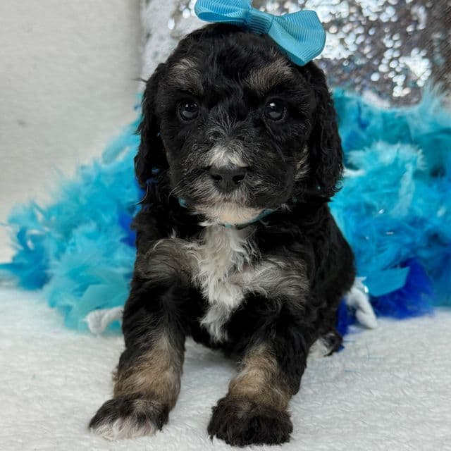 Elsa Turquoise Girl - Bernedoodle Female