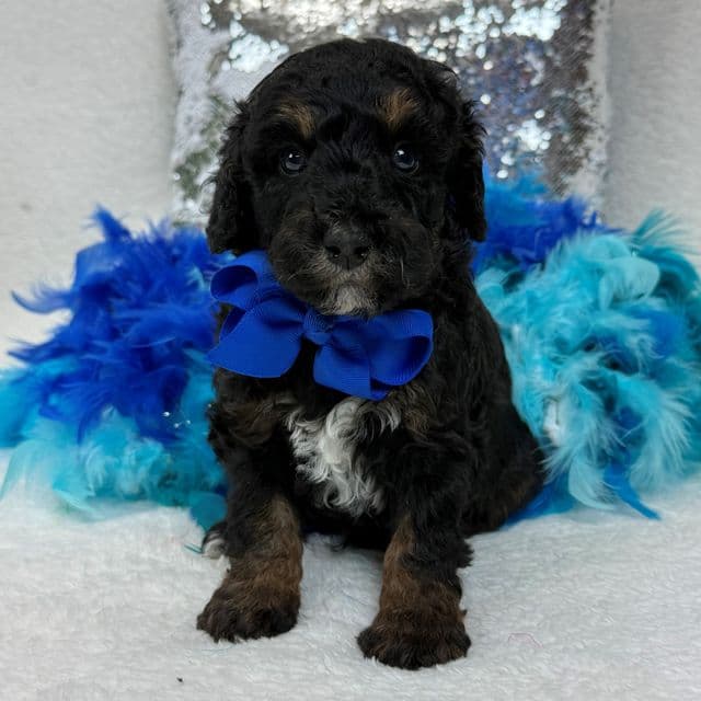 Elsa Blue Boy - Bernedoodle Male
