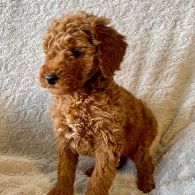 Gus - Goldendoodle Male