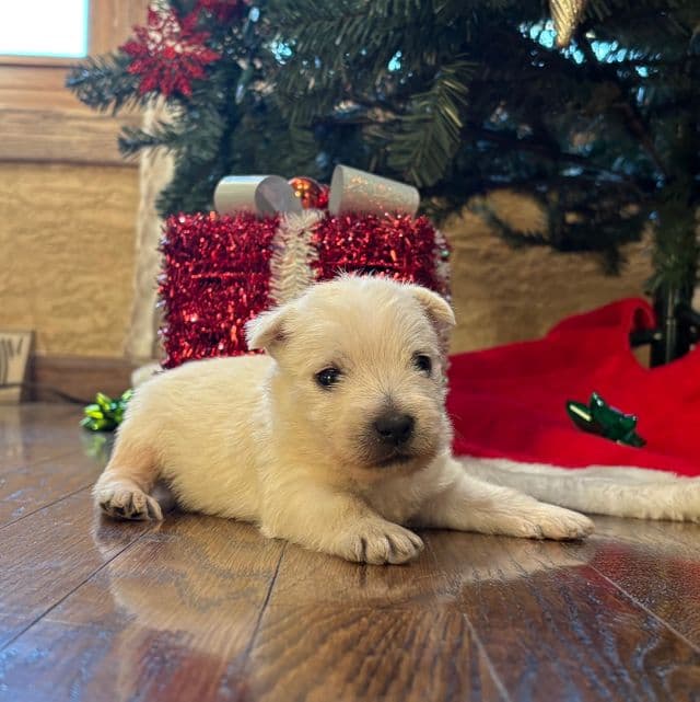 Conroy - West Highland White Terrier Male