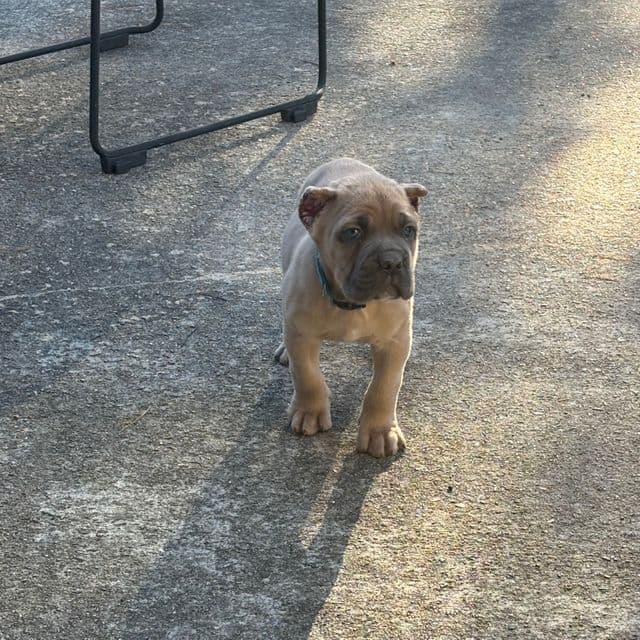 Tank - Cane Corso Male