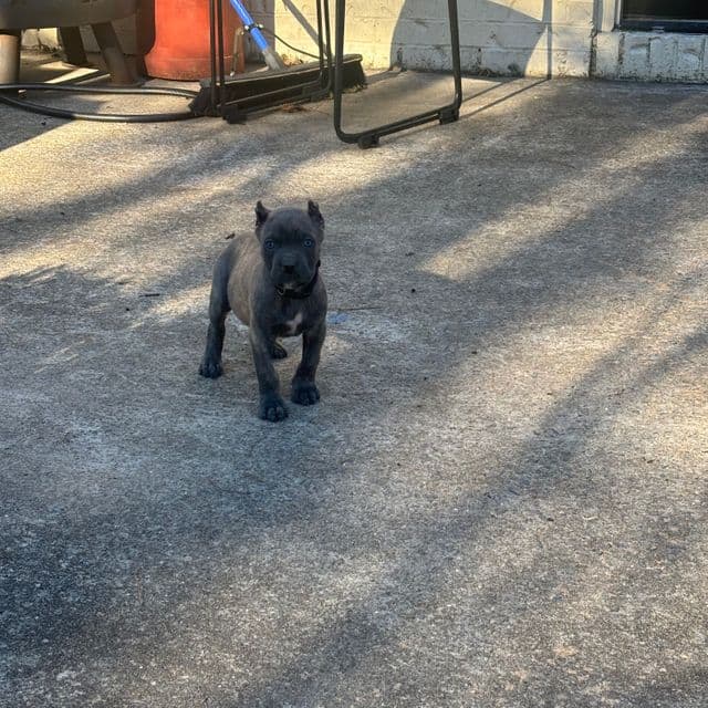 Dozer - Cane Corso Male