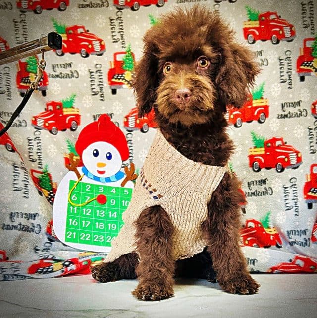 Isabela - Havapoo Female