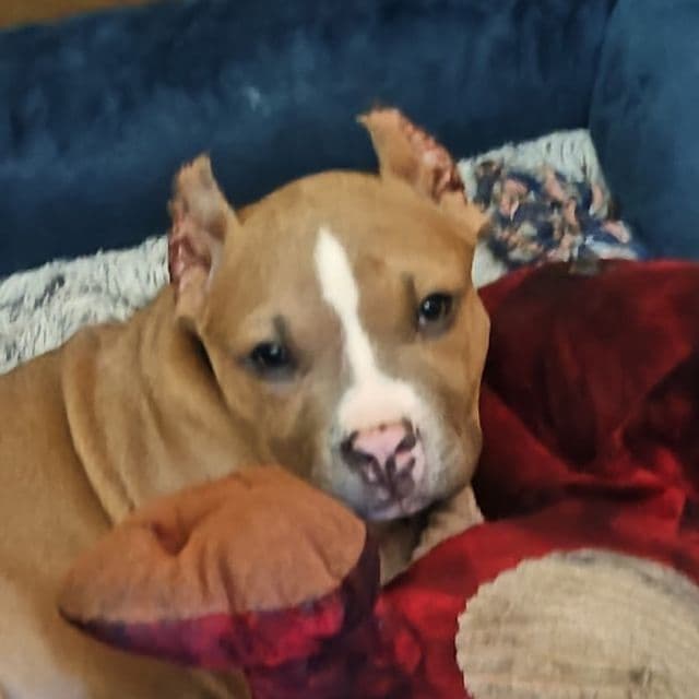 Chanel - American Bully Female