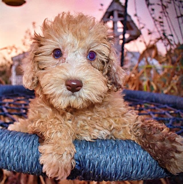 Yummy - Havapoo Female