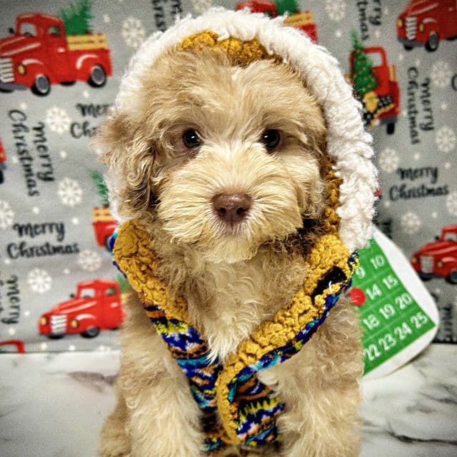 Valor - Havapoo Male