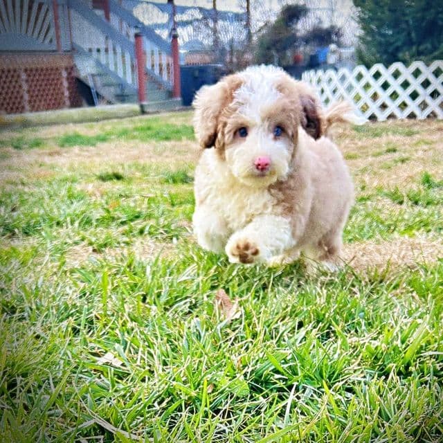 Webster - Havapoo Male