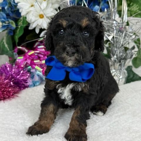 Elsa Blue Boy - Bernedoodle Male
