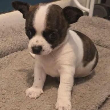 Diego - Chihuahua Male