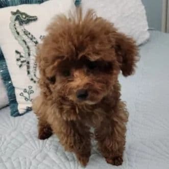 Blue - Toy Poodle Male