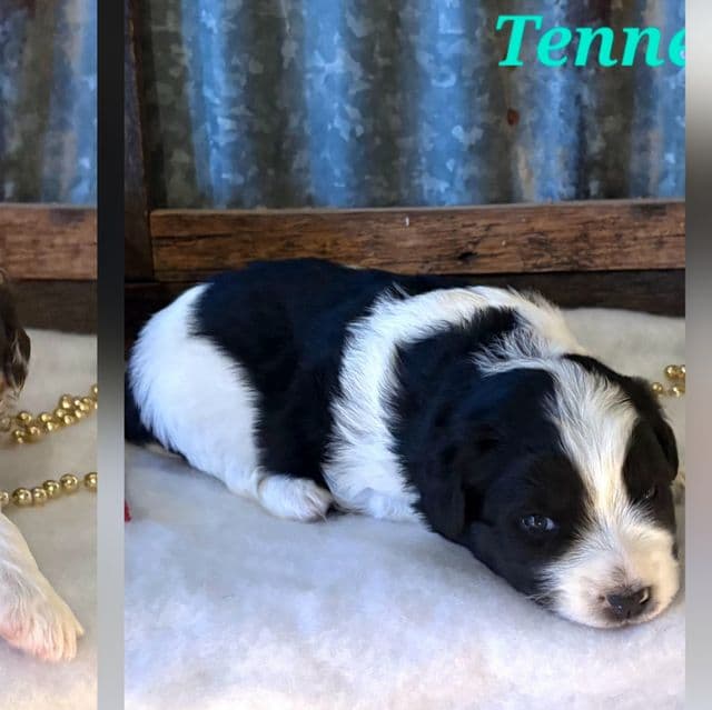 Tennessee - Aussiedoodle Male