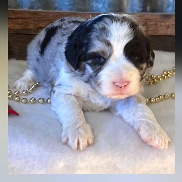 Virginia - Aussiedoodle Female