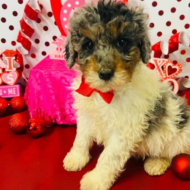 Ruben - Toy Poodle Male