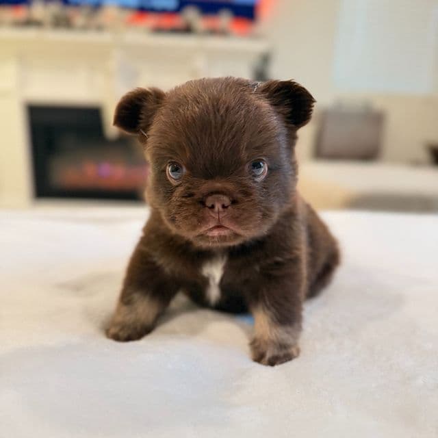 Charlie "Brown" - French Bulldog Male