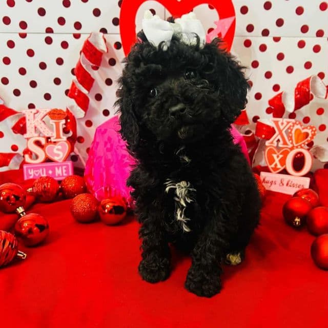 Daisy - Toy Poodle Female