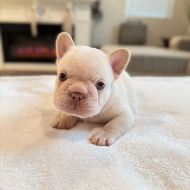 Benny "Blanco" - French Bulldog Male