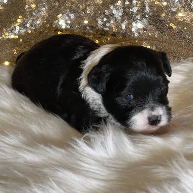 Domino - Havanese Male