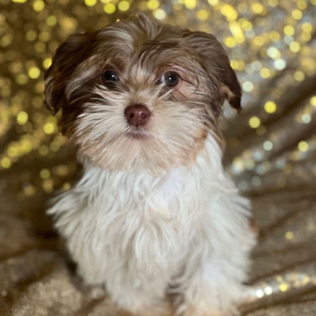 Kisses - Havanese Female