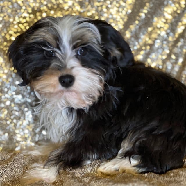 Nikki - Havanese Female
