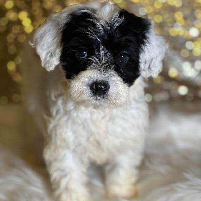 Bella - Portuguese Water Dog Female