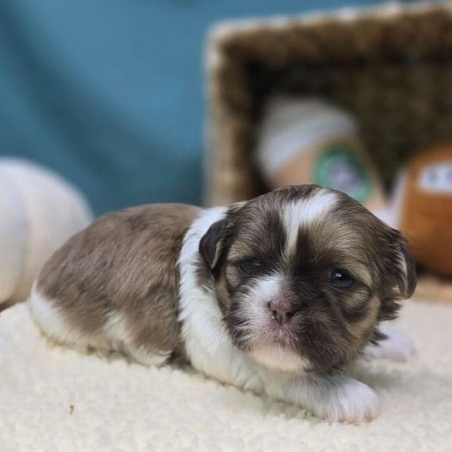 Taffy - Shih Tzu Female
