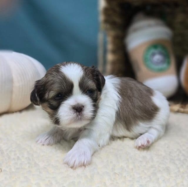 Honey - Shih Tzu Female