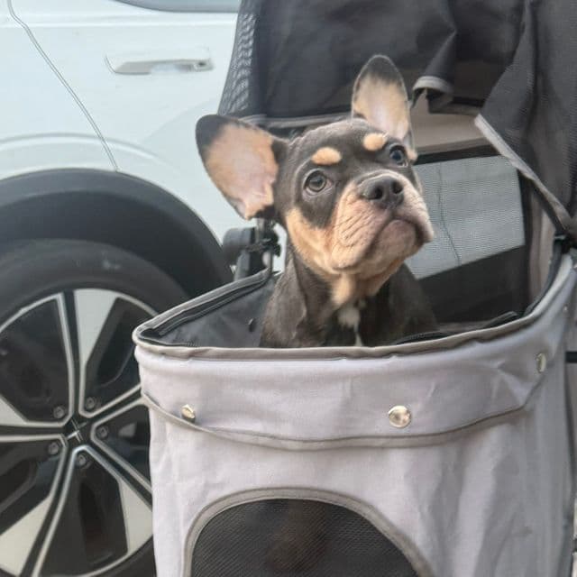 Lexi  - French Bulldog Female