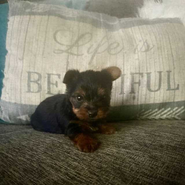 Noel - Yorkshire Terrier Female