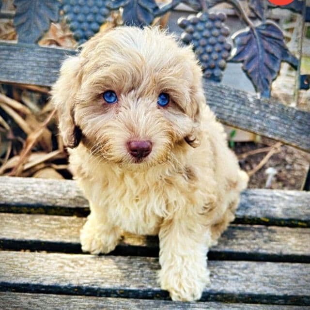 Willow - Havapoo Female