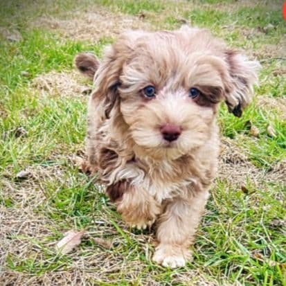 Winston - Havapoo Male