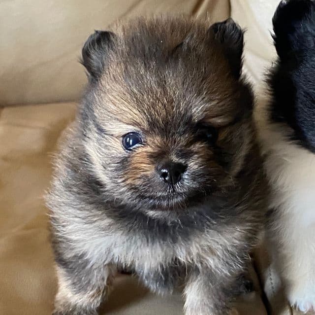 Max - Pomeranian Male