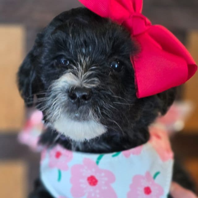 Anna- mini - Sheepadoodle Female