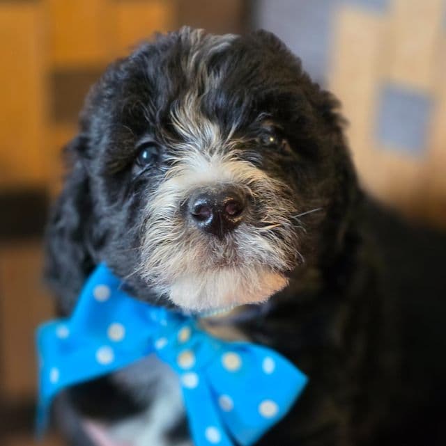 Kristoff-mini - Sheepadoodle Female