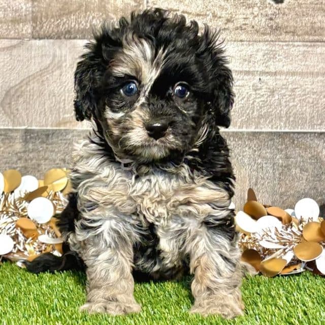 Cal - Cavapoo Male