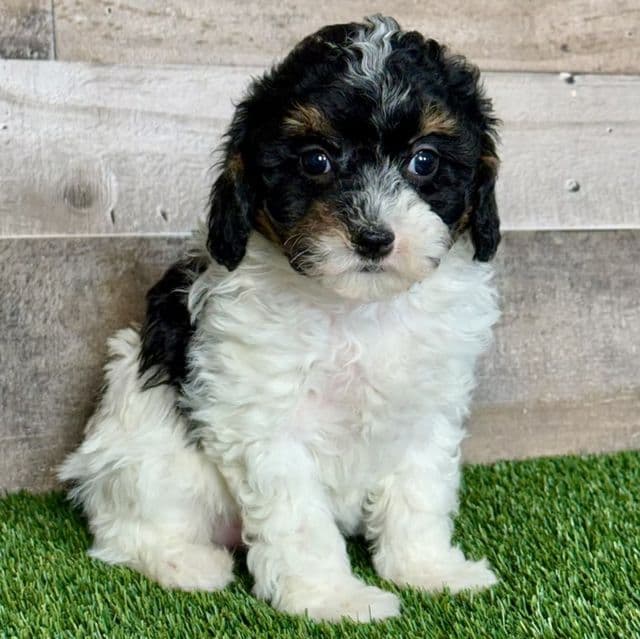 Klaire - Cavapoo Female
