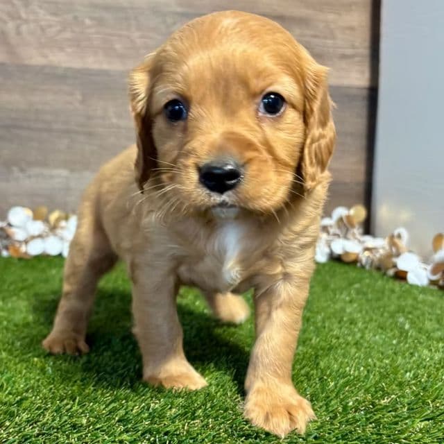 Niko - Golden Cavalier Male