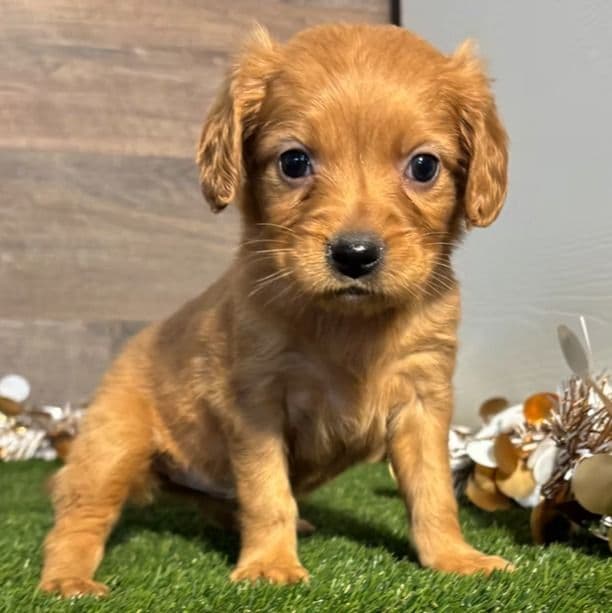 Nellie - Golden Cavalier Female