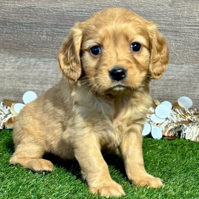 Nattie - Golden Cavalier Female