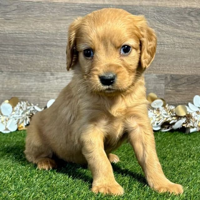 Nila - Golden Cavalier Female