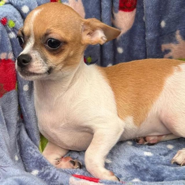 Jimmy - Chihuahua Male